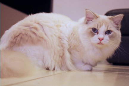 ragdoll