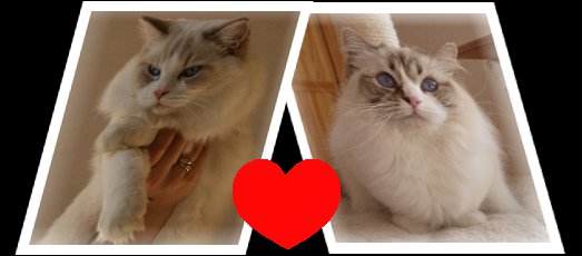 ragdoll