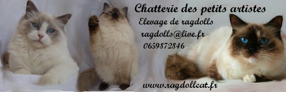 ragdoll