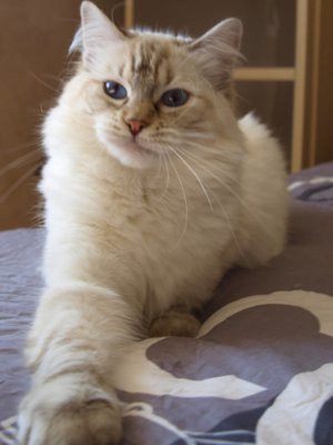 ragdoll