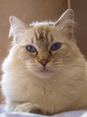 ragdoll