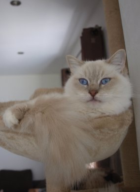 ragdoll