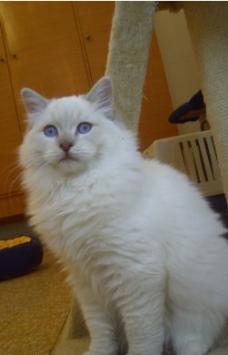 ragdoll