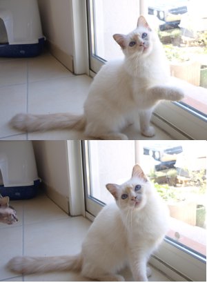 ragdoll
