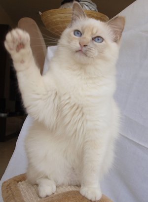 ragdoll