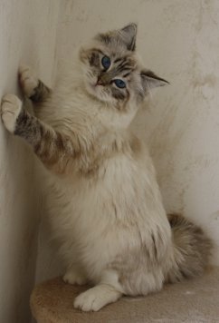 ragdoll