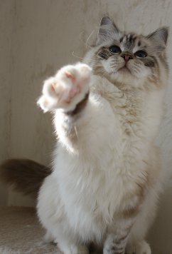 ragdoll