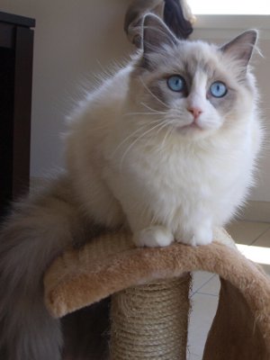 ragdoll