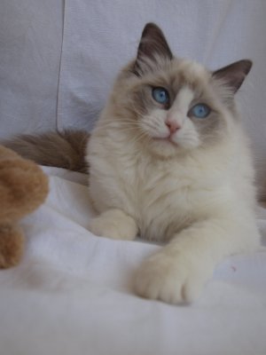 ragdoll